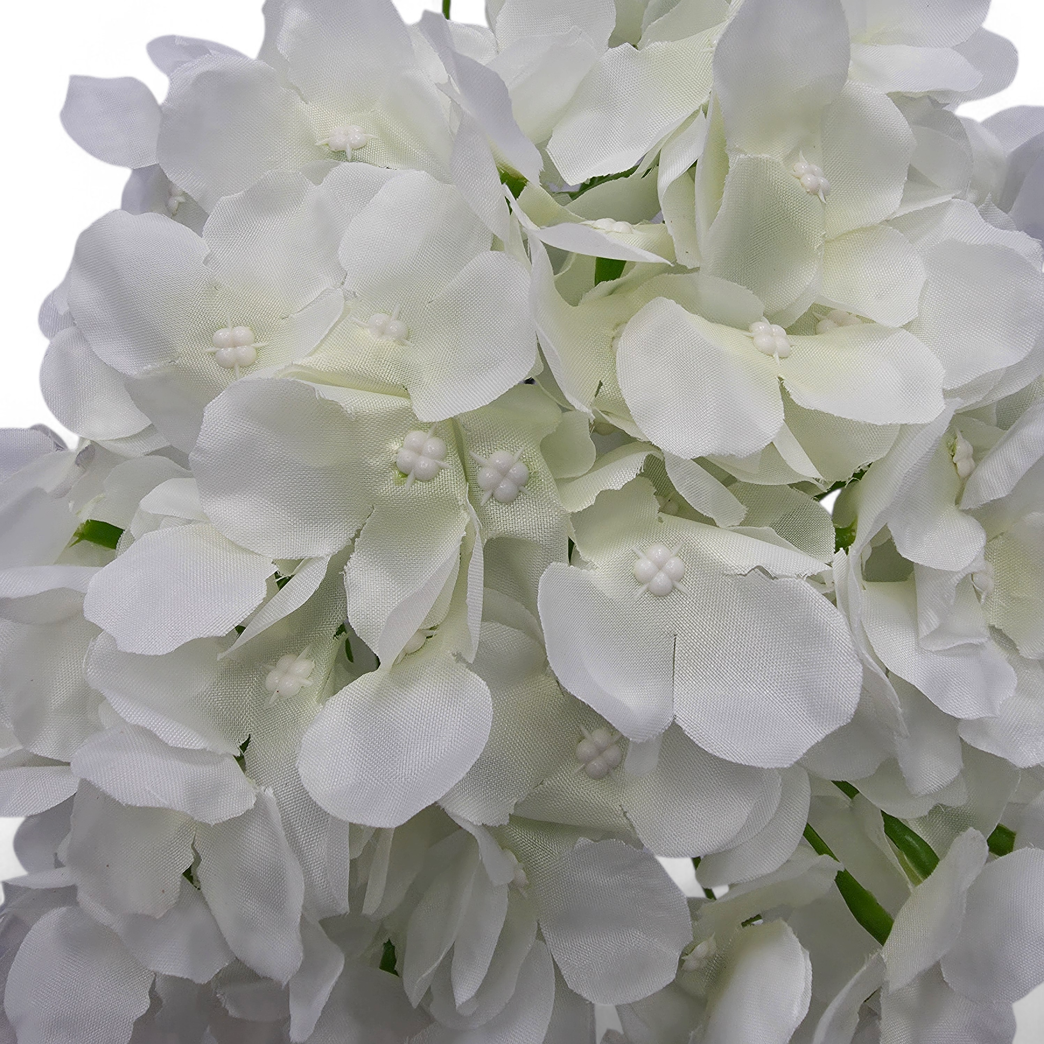 Close-up of white hydrangea flowers against a white background