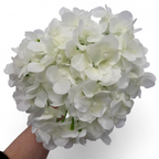 Bouquet of white flowers held by a hand on a white background