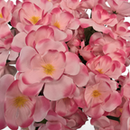 Close-up of pink flowers with yellow centers on a white background